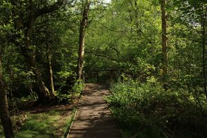 Moseley Bog.JPG