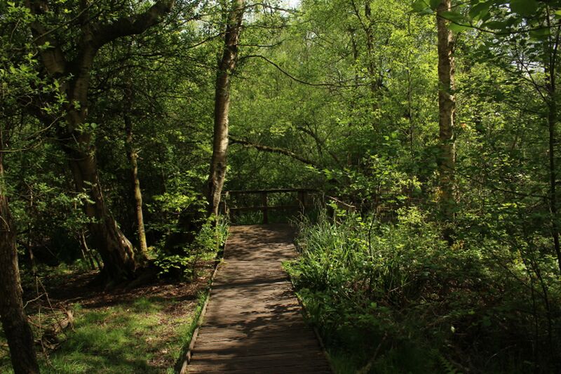 Datei:Moseley Bog.JPG