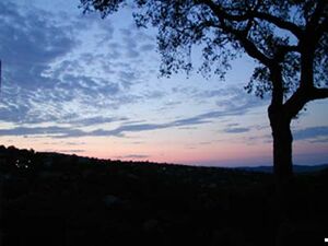 Ardapedia-bilder beispiel baum2.jpg