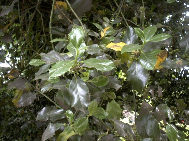 Hulstbaum  Ardapedia