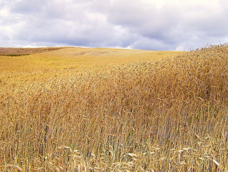 Datei:Getreidefeld.jpg