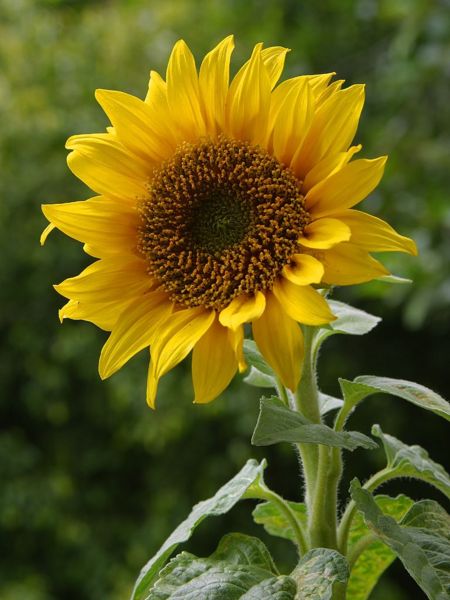 Datei:A sunflower.jpg