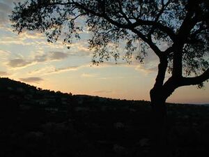 Ardapedia-bilder beispiel baum1.jpg